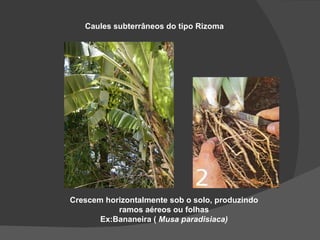 Caules subterrâneos do tipo Rizoma




Crescem horizontalmente sob o solo, produzindo
           ramos aéreos ou folhas
       Ex:Bananeira ( Musa paradisiaca)
 