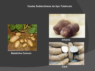 Caules Subterrâneos do tipo Tubérculo




                                        Inhame




Batatinha Comum




                                        Cará
 