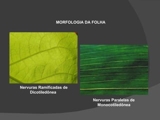 MORFOLOGIA DA FOLHA




Nervuras Ramificadas de
    Dicotiledônea
                               Nervuras Paralelas de
                                 Monocotiledônea
 