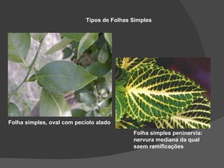 Tipos de Folhas Simples




Folha simples, oval com pecíolo alado
                                            Folha simples peninervia:
                                            nervura mediana da qual
                                            saem ramificações
 