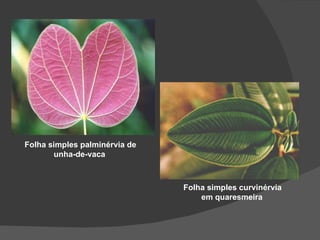 Folha simples palminérvia de
       unha-de-vaca



                               Folha simples curvinérvia
                                   em quaresmeira
 