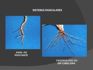 SISTEMAS RADICULARES




 AXIAL OU
PIVOTANTE

                            FASCICULADO OU
                             EM CABELEIRA
 