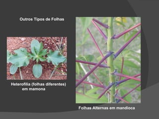Outros Tipos de Folhas




Heterofilia (folhas diferentes)
     em mamona



                                  Folhas Alternas em mandioca
 