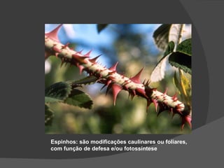Espinhos: são modificações caulinares ou foliares,
com função de defesa e/ou fotossíntese
 