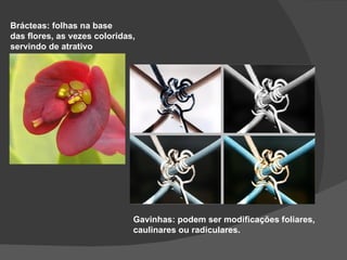 Brácteas: folhas na base
das flores, as vezes coloridas,
servindo de atrativo




                              Gavinhas: podem ser modificações foliares,
                              caulinares ou radiculares.
 