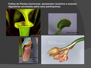 Folhas de Plantas Carnívoras: apresentam nectários e enzimas
digestórias secretadas pelos seus parênquimas.




                                                   Dioneia muscipula




                  Nephentes
                    albo
                  marginata
 
