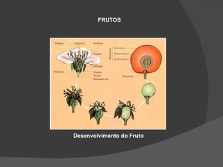 FRUTOS




Desenvolvimento do Fruto
 