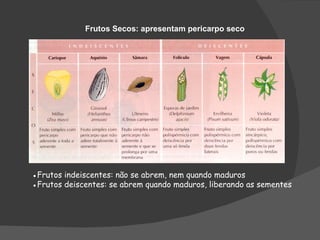 Frutos Secos: apresentam pericarpo seco




●Frutos indeiscentes: não se abrem, nem quando maduros
●Frutos deiscentes: se abrem quando maduros, liberando as sementes
 