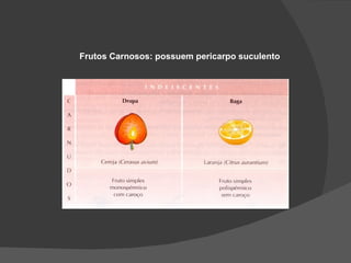 Frutos Carnosos: possuem pericarpo suculento
 