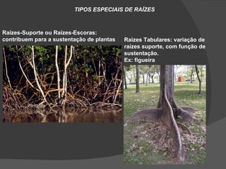TIPOS ESPECIAIS DE RAÍZES



Raízes-Suporte ou Raízes-Escoras:
contribuem para a sustentação de plantas   Raizes Tabulares: variação de
                                           raízes suporte, com função de
                                           sustentação.
                                           Ex: figueira
 