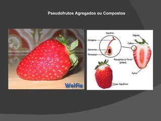 Pseudofrutos Agregados ou Compostos
 