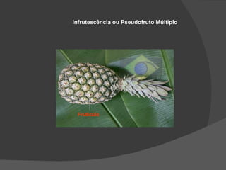 Infrutescência ou Pseudofruto Múltiplo




 Frutículo
 