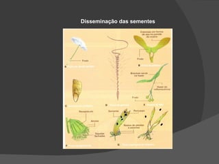 Disseminação das sementes
 