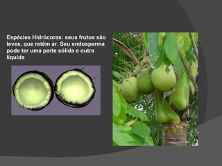 Espécies Hidrócoras: seus frutos são
leves, que retêm ar. Seu endosperma
pode ter uma parte sólida e outra
líquida
 