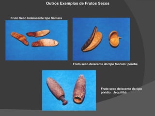 Outros Exemplos de Frutos Secos


Fruto Seco Indeiscente tipo Sâmara




                                     Fruto seco deiscente do tipo folículo: peroba




                                                        Fruto seco deiscente do tipo
                                                        pixídio: Jequitibá
 