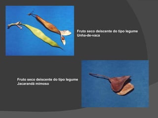 Fruto seco deiscente do tipo legume
                                  Unha-de-vaca




Fruto seco deiscente do tipo legume
Jacarandá mimoso
 