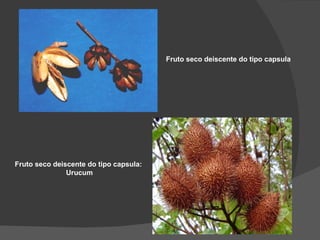 Fruto seco deiscente do tipo capsula




Fruto seco deiscente do tipo capsula:
               Urucum
 