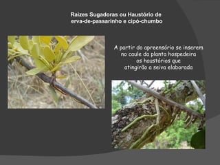 Raizes Sugadoras ou Haustório de
erva-de-passarinho e cipó-chumbo



               A partir do apreensório se inserem
                  no caule da planta hospedeira
                        os haustórios que
                   atingirão a seiva elaborada
 