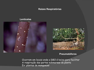 Raizes Respiratórias



Lenticelas




                                  Pneumatóforos

 Ocorrem em locais onde a DBO é baixa para facilitar
 A respiração das partes submersas da planta
 Ex: plantas de manguezal
 