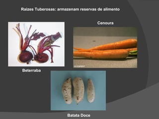Raizes Tuberosas: armazenam reservas de alimento


                                     Cenoura




Beterraba




                      Batata Doce
 