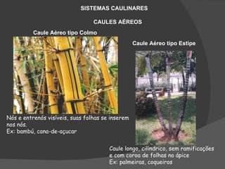 SISTEMAS CAULINARES

                                 CAULES AÉREOS
          Caule Aéreo tipo Colmo
                                                  Caule Aéreo tipo Estipe




Nós e entrenós visíveis, suas folhas se inserem
nos nós.
Ex: bambú, cana-de-açucar


                                       Caule longo, cilíndrico, sem ramificações
                                       e com coroa de folhas no ápice
                                       Ex: palmeiras, coqueiros
 