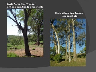 Caule Aéreo tipo Tronco:
lenhoso, ramificado e resistente

                                   Caule Aéreo tipo Tronco
                                         em Eucalipto
 