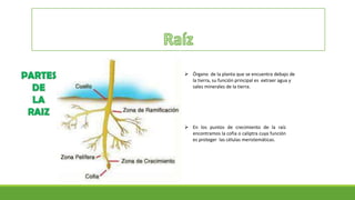  Órgano de la planta que se encuentra debajo de
la tierra, su función principal es extraer agua y
sales minerales de la tierra.
 En los puntos de crecimiento de la raíz
encontramos la cofia o caliptra cuya función
es proteger las células meristemáticas.
 
