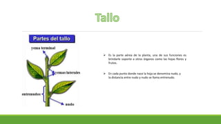  Es la parte aérea de la planta, una de sus funciones es
brindarle soporte a otros órganos como las hojas flores y
frutos.
 En cada punto donde nace la hoja se denomina nudo, y
la distancia entre nudo y nudo se llama entrenudo.
 