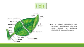 Hoja
 Es el órgano fotosintético por
excelencia, generalmente tiene una
forma laminar, se encuentra
distribuido de acuerdo a la especie
 