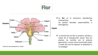  La flor es la estructura reproductiva
característica de
las plantas llamadas espermatofitas o
fanerógamas.
 La función de una flor es producir semillas a
través de la reproducción sexual. Para las
plantas, las semillas son la próxima
generación, y sirven como el principal medio
a través del cual las especies se perpetúan y
se propagan
 