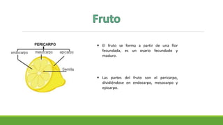  El fruto se forma a partir de una flor
fecundada, es un ovario fecundado y
maduro.
 Las partes del fruto son el pericarpo,
dividiéndose en endocarpo, mesocarpo y
epicarpo.
 