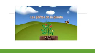 Morfologia vegetal