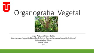 Organografía Vegetal
Sergio Alejandro Useche Gaitán
Licenciatura en Educación Básica Con Énfasis en Ciencias Naturales y Educación Ambiental
Universidad del Tolima
Ibagué Tolima
2015
 