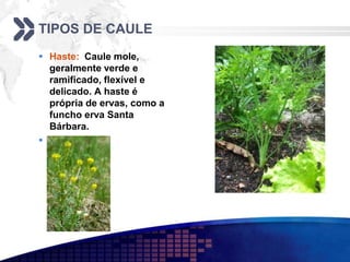 TIPOS DE CAULE
 Haste: Caule mole,
geralmente verde e
ramificado, flexível e
delicado. A haste é
própria de ervas, como a
funcho erva Santa
Bárbara.

 