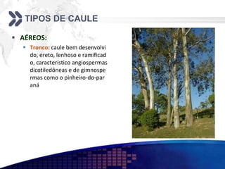 TIPOS DE CAULE
 AÉREOS:
 Tronco: caule bem desenvolvi
do, ereto, lenhoso e ramificad
o, característico angiospermas
dicotiledôneas e de gimnospe
rmas como o pinheiro-do-par
aná
 