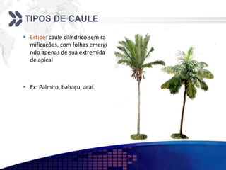 TIPOS DE CAULE
 Estipe: caule cilíndrico sem ra
mificações, com folhas emergi
ndo apenas de sua extremida
de apical
 Ex: Palmito, babaçu, acaí.
 