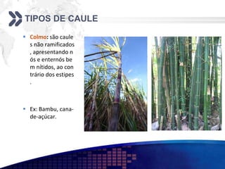 TIPOS DE CAULE
 Colmo: são caule
s não ramificados
, apresentando n
ós e enternós be
m nítidos, ao con
trário dos estipes
.
 Ex: Bambu, cana-
de-açúcar.
 