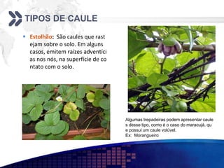 TIPOS DE CAULE
 Estolhão: São caules que rast
ejam sobre o solo. Em alguns
casos, emitem raízes adventíci
as nos nós, na superfície de co
ntato com o solo.
Algumas trepadeiras podem apresentar caule
s desse tipo, como é o caso do maracujá, qu
e possui um caule volúvel.
Ex: Morangueiro
 