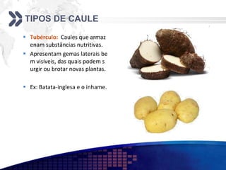TIPOS DE CAULE
 Tubérculo: Caules que armaz
enam substâncias nutritivas.
 Apresentam gemas laterais be
m visíveis, das quais podem s
urgir ou brotar novas plantas.
 Ex: Batata-inglesa e o inhame.
 