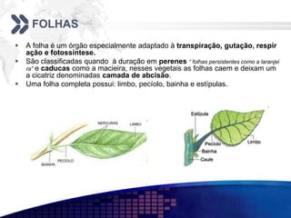 FOLHAS
 A folha é um órgão especialmente adaptado à transpiração, gutação, respir
ação e fotossíntese.
 São classificadas quando à duração em perenes “ folhas persistentes como a laranjei
ra” e caducas como a macieira, nesses vegetais as folhas caem e deixam um
a cicatriz denominadas camada de abcisão.
 Uma folha completa possui: limbo, pecíolo, bainha e estípulas.
 