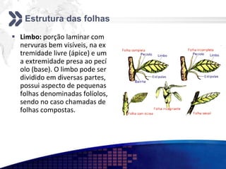 Estrutura das folhas
 Limbo: porção laminar com
nervuras bem visíveis, na ex
tremidade livre (ápice) e um
a extremidade presa ao pecí
olo (base). O limbo pode ser
dividido em diversas partes,
possui aspecto de pequenas
folhas denominadas folíolos,
sendo no caso chamadas de
folhas compostas.
 