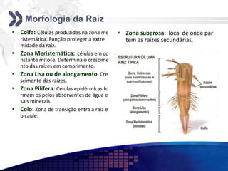 Morfologia da Raiz
 Coifa: Células produzidas na zona me
ristemática. Função proteger a extre
midade da raiz.
 Zona Meristemática: células em co
nstante mitose. Determina o crescime
nto das raízes em comprimento.
 Zona Lisa ou de alongamento. Cre
scimento das raízes.
 Zona Pilífera: Células epidérmicas fo
rmam os pelos absorventes de água e
sais minerais.
 Colo: Zona de transição entra a raiz e
o caule.
 Zona suberosa: local de onde par
tem as raízes secundárias.
 