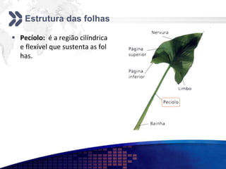 Estrutura das folhas
 Pecíolo: é a região cilíndrica
e flexível que sustenta as fol
has.
 