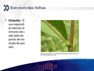 Estrutura das folhas
 Estípulas: D
uas expansõ
es laterais la
minares de c
ada lado do
ponto de ins
erção do pec
íolo.
http://www.upm.es/sfs/E.U.I.T.%20Agricola/FicherosEstaticosImagenes/Departam
entos/Biologia/Hojas/Hoja118.jpg
 