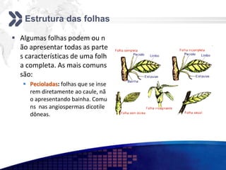 Estrutura das folhas
 Algumas folhas podem ou n
ão apresentar todas as parte
s características de uma folh
a completa. As mais comuns
são:
 Pecioladas: folhas que se inse
rem diretamente ao caule, nã
o apresentando bainha. Comu
ns nas angiospermas dicotile
dôneas.
 