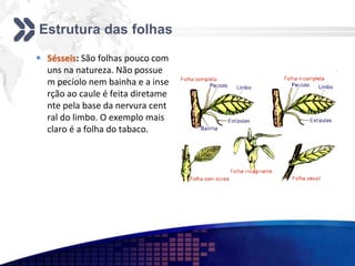 Estrutura das folhas
 Sésseis: São folhas pouco com
uns na natureza. Não possue
m pecíolo nem bainha e a inse
rção ao caule é feita diretame
nte pela base da nervura cent
ral do limbo. O exemplo mais
claro é a folha do tabaco.
 