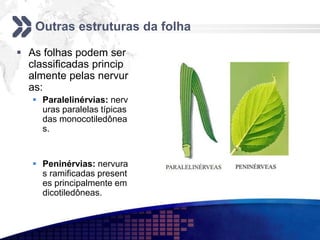 Outras estruturas da folha
 As folhas podem ser
classificadas princip
almente pelas nervur
as:
 Paralelinérvias: nerv
uras paralelas típicas
das monocotiledônea
s.
 Peninérvias: nervura
s ramificadas present
es principalmente em
dicotiledôneas.
 