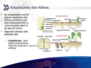 Adaptações das folhas:
 As adaptações morfol
ógicas especiais das
folhas permitem que
elas desempenhem o
utras funções além d
as que já vimos.
 Algumas dessas ada
ptações são:
 Cotilédones: form
ações embrionárias
ricas em reservas n
utritivas
 