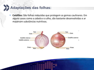 Adaptações das folhas:
 Catáfilos: São folhas reduzidas que protegem as gemas caulinares. Em
alguns casos como a cebola e o alho, são bastante desenvolvidas e ar
mazenam substâncias nutritivas.
 