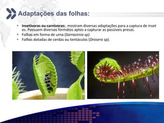 Adaptações das folhas:
 Insetívoras ou carnívoras: mostram diversas adaptações para a captura de inset
os. Possuem diversos formatos aptos a capturar as possíveis presas.
 Folhas em forma de urna (Sarracenia sp).
 Folhas dotadas de cerdas ou tentáculos (Drosera sp).
 